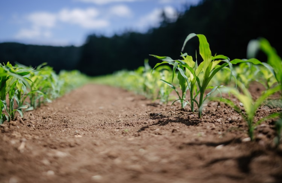 Soil nutrient detection for precision agriculture with handheld LIBS